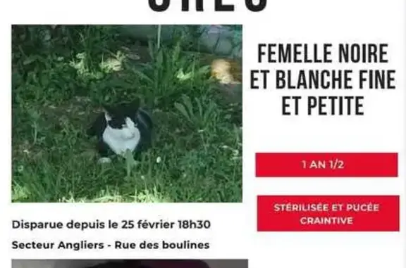 Chat perdu, , photo: Chat perdu, noir et blanc, Angliers