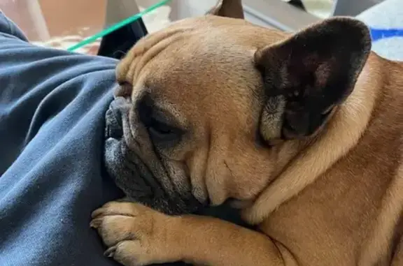 Animaux perdus , photo: Bouledogue fauve perdu à Rocbaron