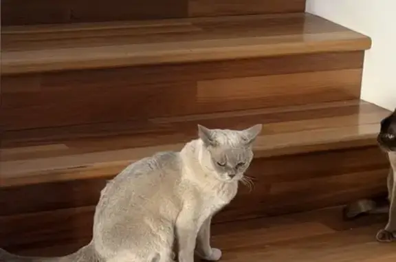 Lost pets Cottesloe, photo: Lost Cat Frankie: Bent Tail, No Collar