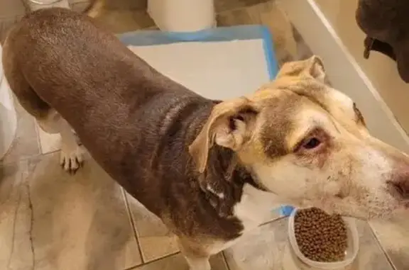 Sweet Tan Pit Bull Found on West Azure - photo