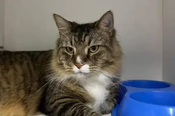 Lost Shy Cat: Black Stripes, Long Tail