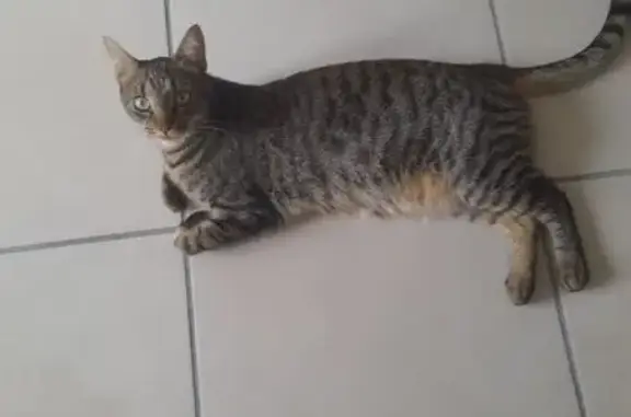 Chat européen sauvage perdu à Anisy - photo