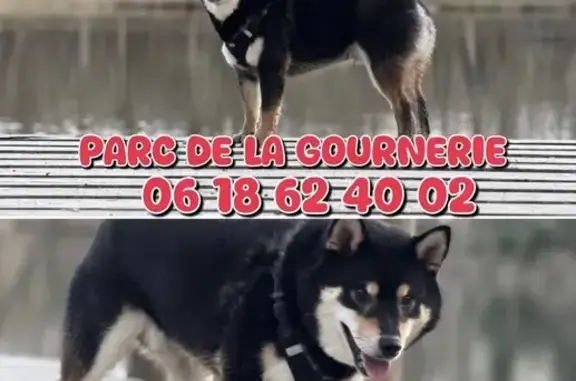 Chien perdu , photo : Chien noir sociable perdu à Saint-Herblain
