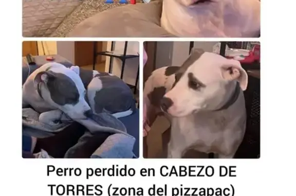 Perro Perdido: Blanco con Manchas en Cabezo
