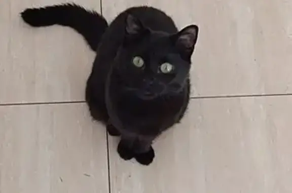 Animaux perdus , photo: Chat noir perdu à Mizérieux, queue cassée