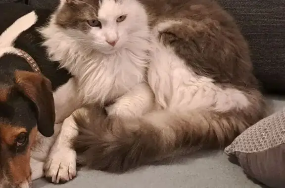 Animaux perdus , photo: Chat perdu à Caderousse, PACA