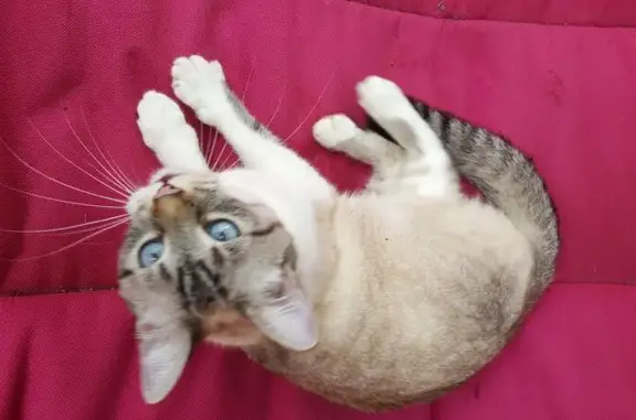 Sissi, chat tigré perdu à Morlaix - photo