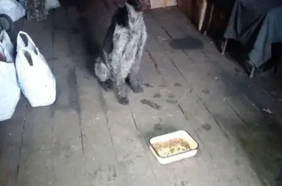 Знайдено собаку Львів, фото: Знайдена слухняна сіро-шоколадна собака