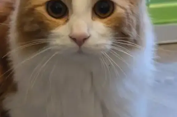 Chat roux et blanc perdu à Louhans - photo