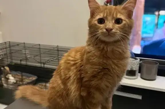 Animaux perdus Balan, photo: Chat roux peureux perdu à Balan
