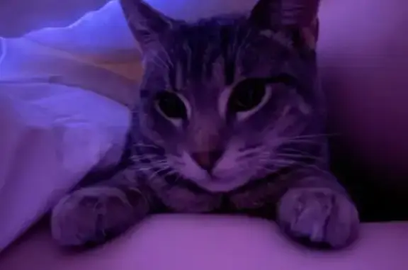 Кішки загублені, Львів, фото: Зникнення кошеняти: Львів, Стрийська 57