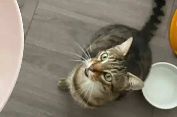 Chat trouvé Nantes, photo: Chat errant recueilli à Nantes