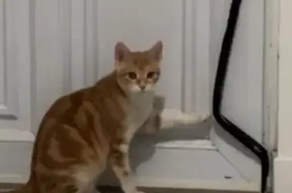 Animaux perdus Mouroux, photo: Chatte craintive perdue à Mouroux
