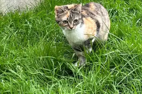 Freya, petite chatte perdue à Moisdon - photo