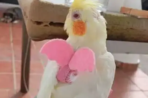 Ninfa Amarilla Perdida en Utrera: Cuqui