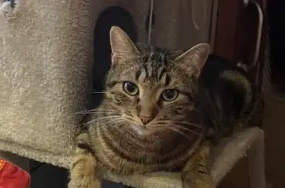 Animaux perdus , photo: Chat perdu à Boulazac, très sociable
