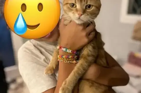 Frimousse, chat roux 4 ans perdu à La Roche - photo