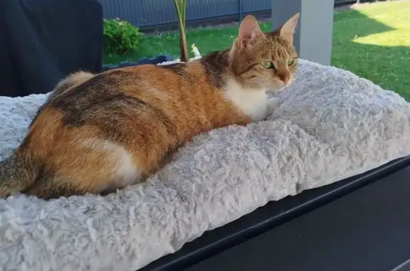 Chatte perdue Maya, 2 ans, Cébazat - photo