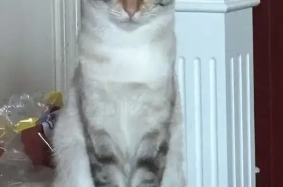Lost: Shy Tabby Calico Cat on Beebe St - photo