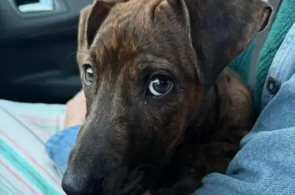 Animaux trouvés , photo: Chiot femelle fauve trouvée à Mérens
