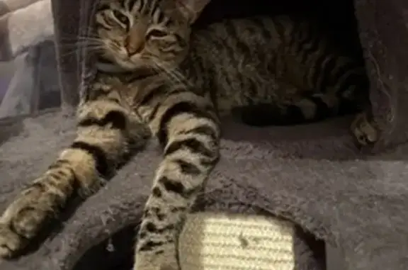 Chat perdu, Ballaison, photo: Chatte tigrée perdue à Ballaison