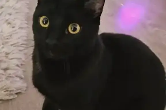 Chat perdu, , photo: Chat noir joueur disparu à Fréjus