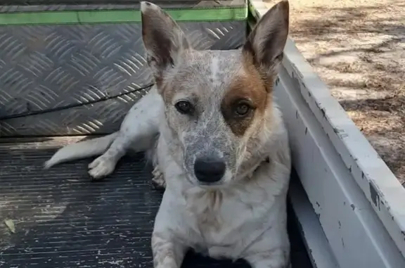 Lost Deaf Red Heeler - Yarra Ranges