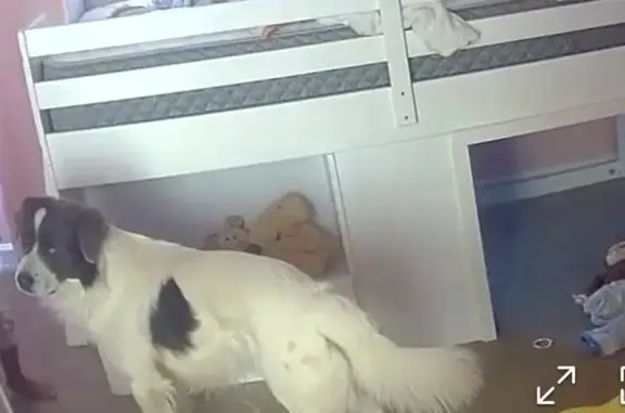 Missing dog , photo: Lost Dog: White with Black Markings