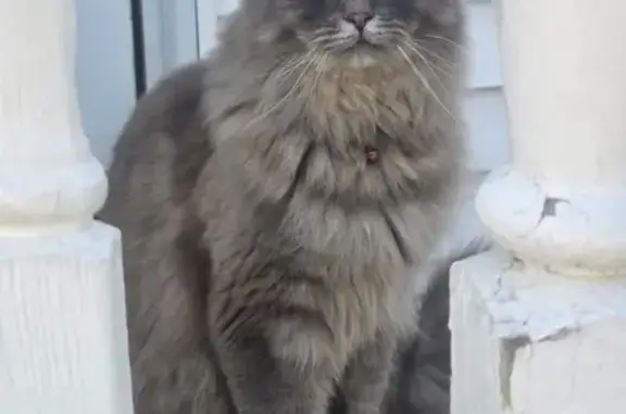 Help Find Clyde: Missing in Aberdeen