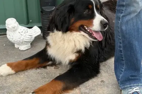 Lost Bernese Mountain Dog on Tavern Creek - photo