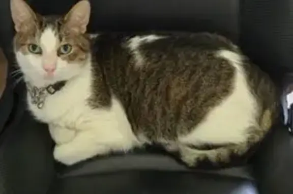 Missing Cat: Brown, Tan & White in Three Rivers