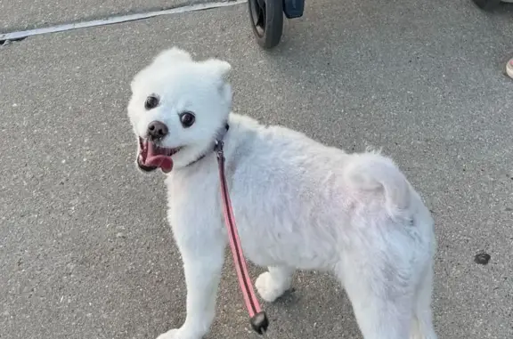 Help Find Gomyoo: Missing Pomeranian