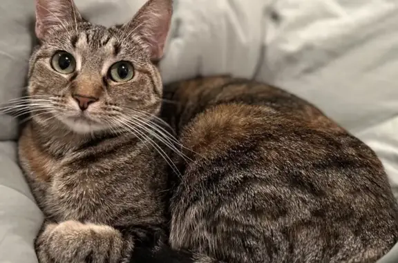 Missing cat Bentonville, photo: Lost Brown Tabby: Shy & Lovable in Bentonville