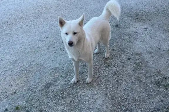 Animaux trouvés Saint-Cyprien-Plage, photo: Deux chiens errants rue Edmond About