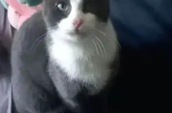 Chat trouvé , photo: Chat trouvé à Nantes, Pays de Loire