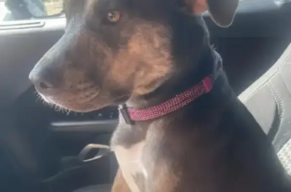 Help Reunite Missing Dog in Euless, TX - photo