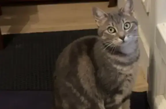 Chatte tigrée disparue à Maisons-Alfort - photo