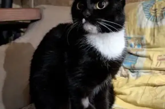 Дуже ласкова але чужих бойтся ,чорно білого кольору не велика з ошийником і кюаркодом