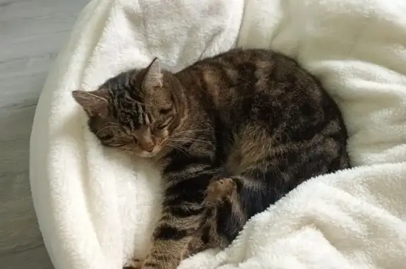 Chat tigré roux perdu à Seilhac - photo