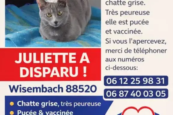 Animaux perdus , photo: Chat perdu : Juliette, grise avec taches blanches