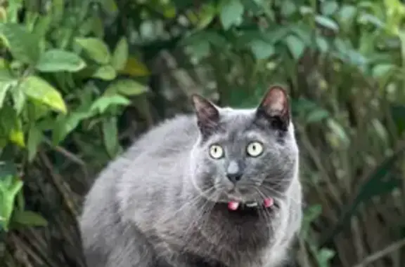 Missing: Dark Gray Cat 'Beanz' in NC - photo