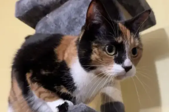 Animaux perdus , photo: Chat isabelle perdu à Lezay, craintif