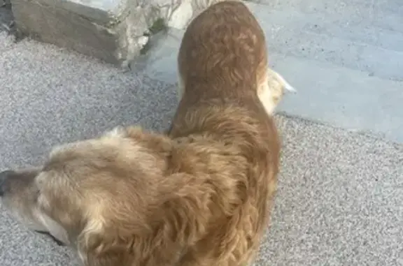 Animaux trouvés Aix-en-Provence, photo: Golden retriever épuisé trouvé à Aix