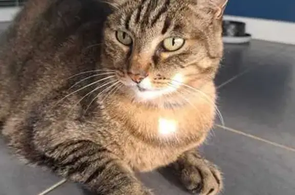 Animaux perdus , photo: Gros chat gentil perdu à Andouillé-Neuville
