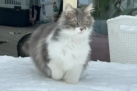 Chat perdu, dégarni cou, Limay - photo