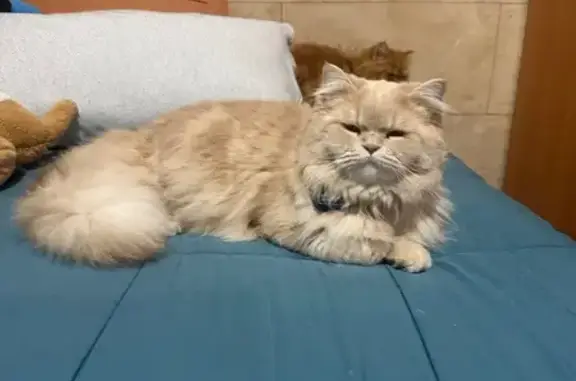 Gato Persa Crema Perdido en Cunit: Paquito