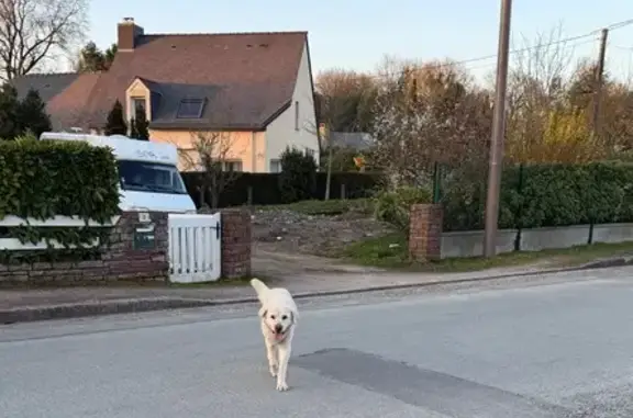 Chien trouvé , photo: Chien âgé trouvé à Saint-Méen-le-Grand