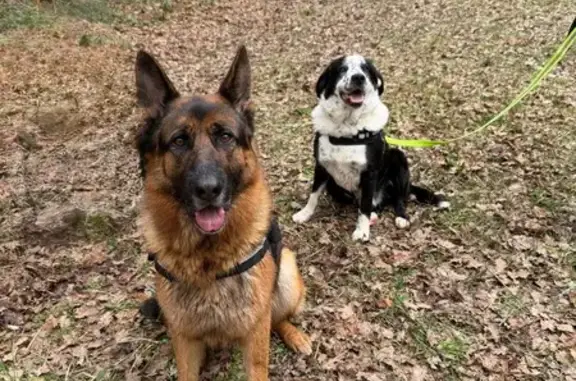 Chiens disparus à Albas (06 sur médaille) - photo