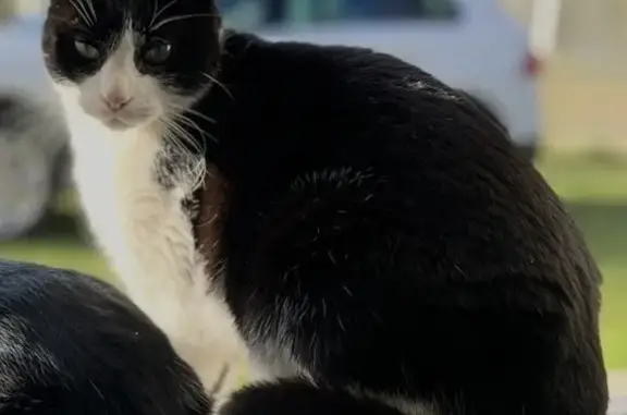 Animaux perdus , photo: Chat noir et blanc perdu à Marcilly-en-Gault