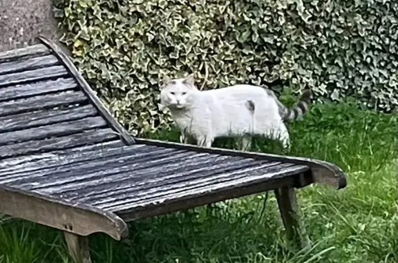 Animaux trouvés Angers, photo: Chat trouvé boiteux et craintif à Angers